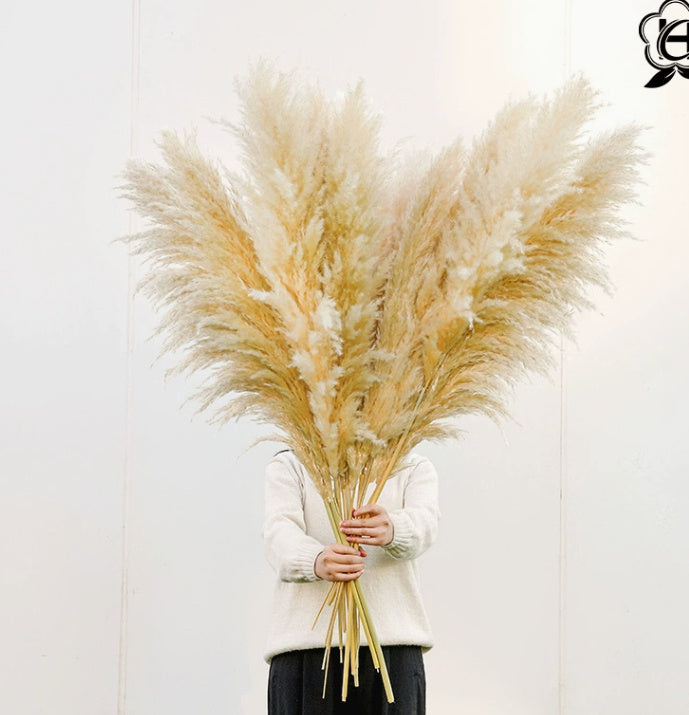 Bouquet di piccoli fiori secchi di canna della Pampa