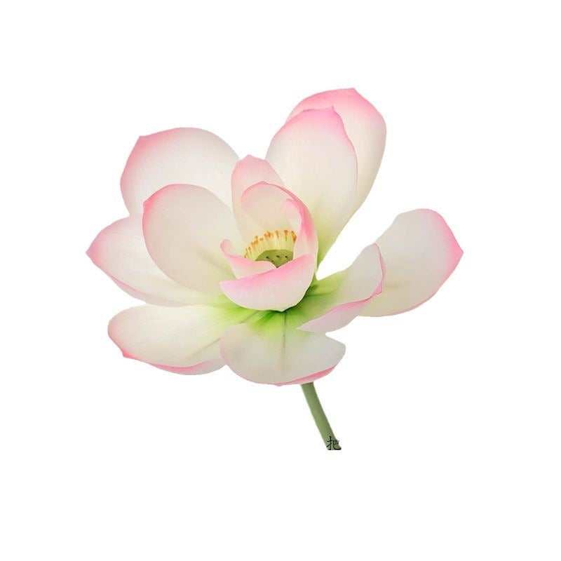 Flowers Lotus Lotus Pods