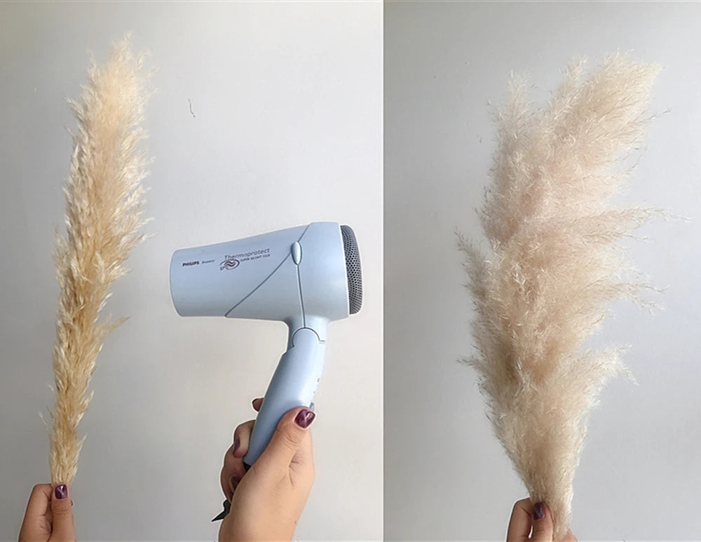 Erba della Pampa secca e soffice, grande pennacchio, 110-120 cm