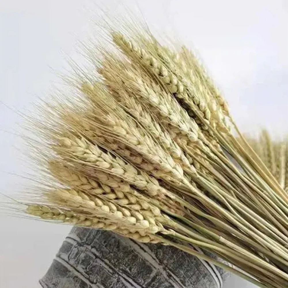 Spiga di grano vera, erba di coda di coniglio essiccata naturale, 50/100 pezzi