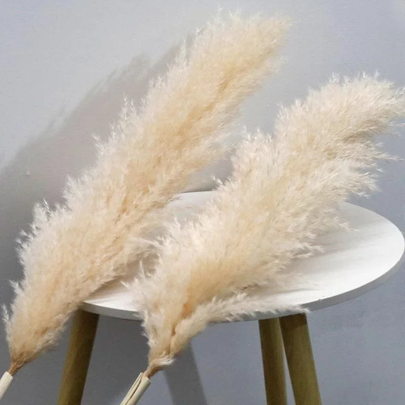 Hierba de la pampa seca y esponjosa, 110-120 cm