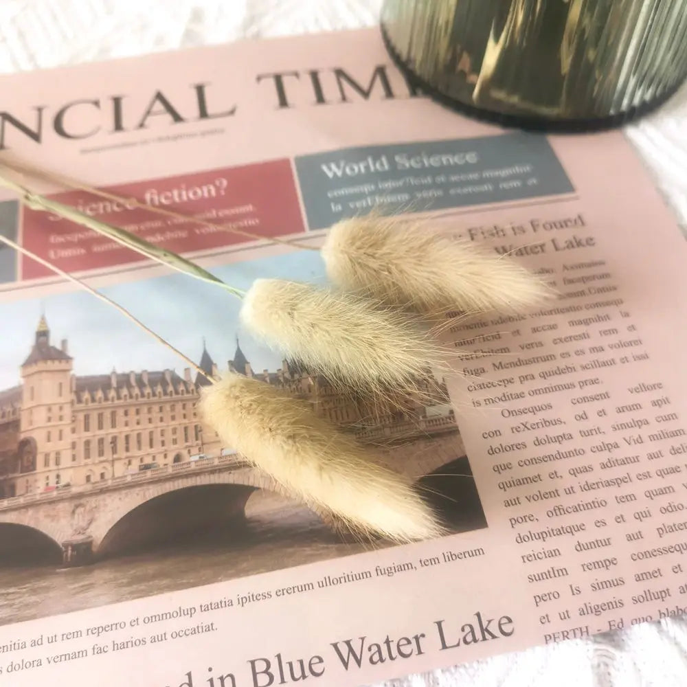 Spiga di grano vera, erba di coda di coniglio essiccata naturale, 50/100 pezzi