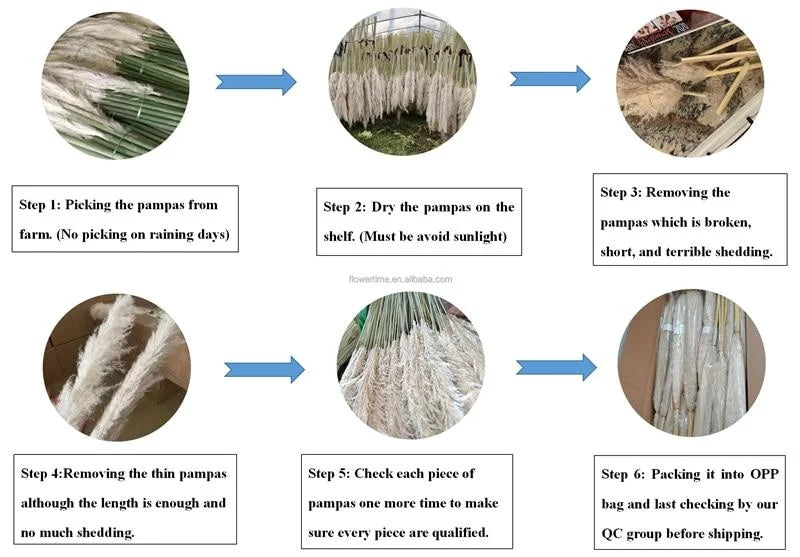 Hierba de la pampa seca y esponjosa, 110-120 cm