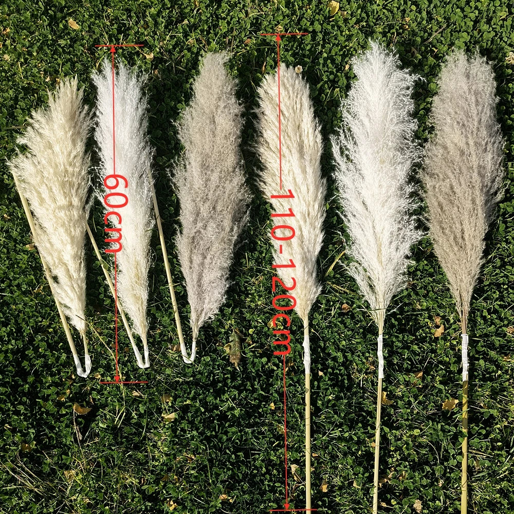 Erba della Pampa secca e soffice, grande pennacchio, 110-120 cm