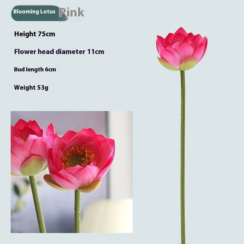 Flowers Lotus Lotus Pods