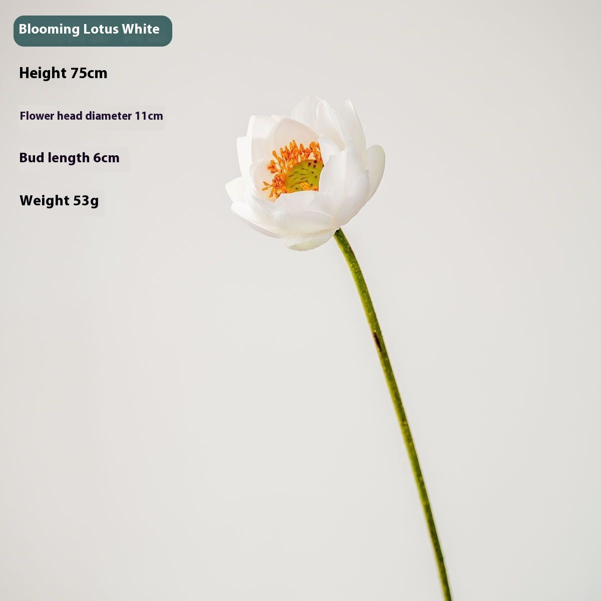 Fiori di loto Baccelli di loto